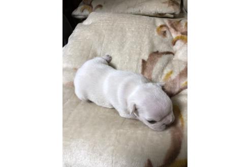 成約済の静岡県のフレンチブルドッグ-60679の1枚目